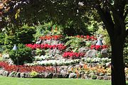 31 - Butchard Gardens  - IMG_1608